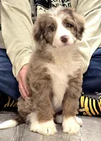 Pink collar female, a female Bernedoodle for sale in Hammonton, NJ – Photo 5 of 9