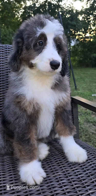 America  – Bernedoodle puppy for sale in Hammonton, NJ