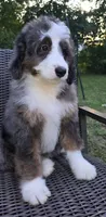 America , a female Bernedoodle for sale in Hammonton, NJ – 2 of 10