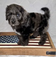 Banner, a male Bernedoodle for sale in Hammonton, NJ – 9 of 9