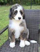 America , a female Bernedoodle for sale in Hammonton, NJ – 8 of 10