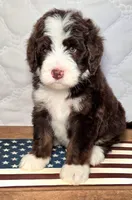 Freedom, a male Bernedoodle for sale in Hammonton, NJ – 2 of 6