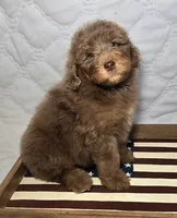 Liberty , a female Bernedoodle for sale in Hammonton, NJ – 7 of 10