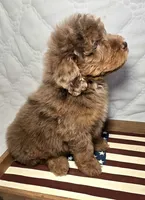 Liberty , a female Bernedoodle for sale in Hammonton, NJ – 9 of 10