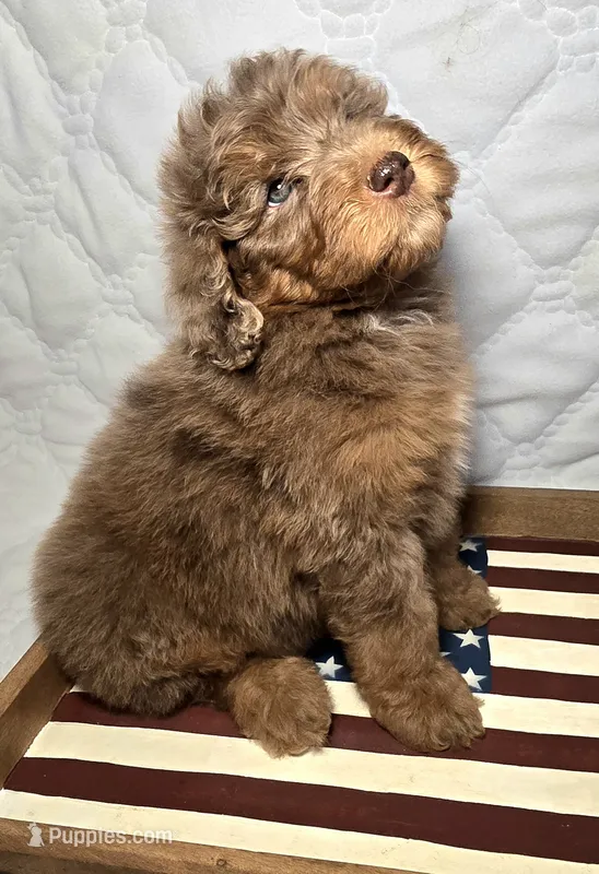 Liberty  – Bernedoodle puppy for sale in Hammonton, NJ