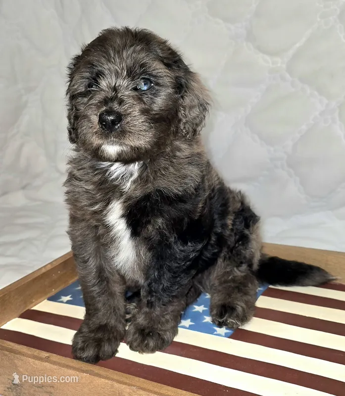 Banner – Bernedoodle puppy for sale in Hammonton, NJ