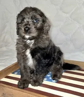 Banner, a male Bernedoodle for sale in Hammonton, NJ – 1 of 9