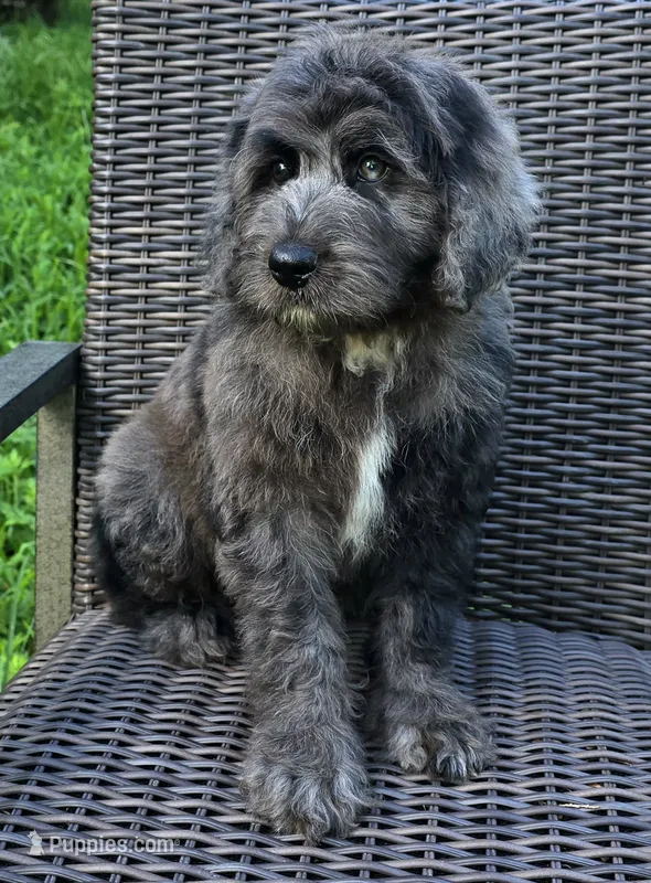 Banner – Bernedoodle puppy for sale in Hammonton, NJ