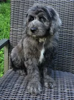 Banner, a male Bernedoodle for sale in Hammonton, NJ – 1 of 10