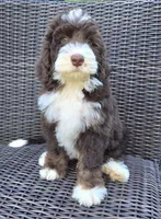 Honor, a male Bernedoodle for sale in Hammonton, NJ – 3 of 8