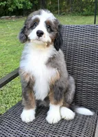 America , a female Bernedoodle for sale in Hammonton, NJ – 9 of 10
