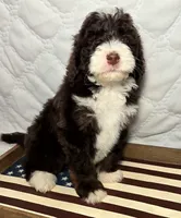 Honor, a male Bernedoodle for sale in Hammonton, NJ – 3 of 7