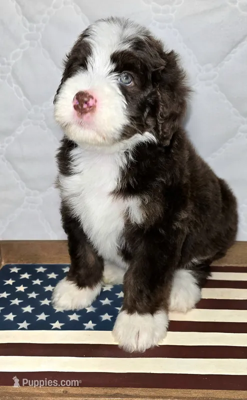 Freedom – Bernedoodle puppy for sale in Hammonton, NJ