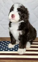 Freedom, a male Bernedoodle for sale in Hammonton, NJ – 1 of 6