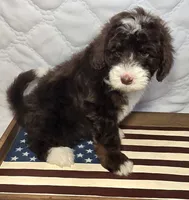 Honor, a male Bernedoodle for sale in Hammonton, NJ – 4 of 7
