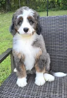 America , a female Bernedoodle for sale in Hammonton, NJ – 7 of 10