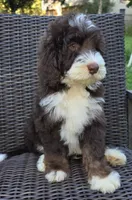 Honor, a male Bernedoodle for sale in Hammonton, NJ – 2 of 8