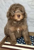 Liberty , a female Bernedoodle for sale in Hammonton, NJ – 3 of 10
