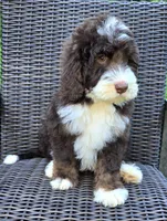 Honor, a male Bernedoodle for sale in Hammonton, NJ – 7 of 8