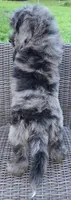 Banner, a male Bernedoodle for sale in Hammonton, NJ – 6 of 10