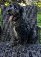 Banner, a male Bernedoodle for sale in Hammonton, NJ – 7 of 10