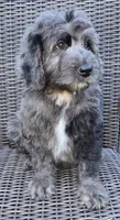Banner, a male Bernedoodle for sale in Hammonton, NJ – 8 of 10