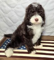 Honor, a male Bernedoodle for sale in Hammonton, NJ – 6 of 7