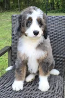 America , a female Bernedoodle for sale in Hammonton, NJ – 4 of 10