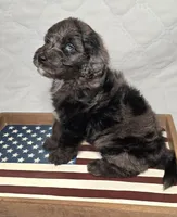 Banner, a male Bernedoodle for sale in Hammonton, NJ – 3 of 9