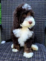 Honor, a male Bernedoodle for sale in Hammonton, NJ – 6 of 8