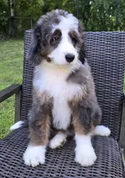 America , a female Bernedoodle for sale in Hammonton, NJ – 6 of 10