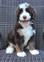 Freedom, a male Bernedoodle for sale in Hammonton, NJ – 8 of 9