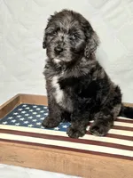 Banner, a male Bernedoodle for sale in Hammonton, NJ – 7 of 9