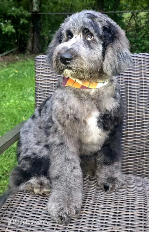 Banner – Bernedoodle puppy for sale in Hammonton, NJ
