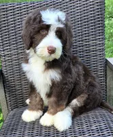 Freedom, a male Bernedoodle for sale in Hammonton, NJ – 4 of 9