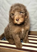 Liberty , a female Bernedoodle for sale in Hammonton, NJ – 6 of 10