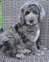 Banner, a male Bernedoodle for sale in Hammonton, NJ – 4 of 10