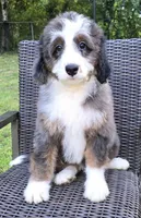 America , a female Bernedoodle for sale in Hammonton, NJ – 3 of 10