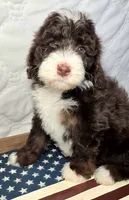 Honor, a male Bernedoodle for sale in Hammonton, NJ – 2 of 7
