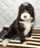 Honor, a male Bernedoodle for sale in Hammonton, NJ – 7 of 7