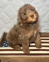Liberty , a female Bernedoodle for sale in Hammonton, NJ – 4 of 10