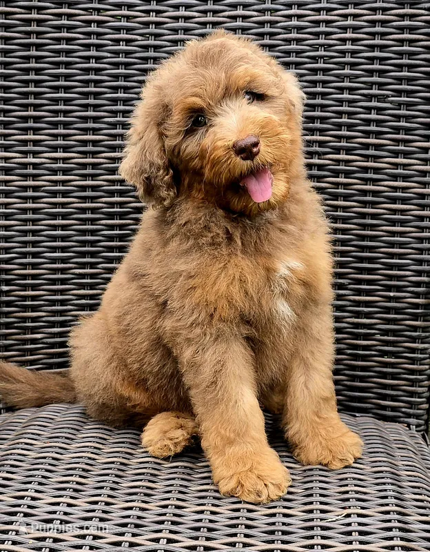 Liberty  – Bernedoodle puppy for sale in Hammonton, NJ