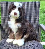Freedom, a male Bernedoodle for sale in Hammonton, NJ – 2 of 9