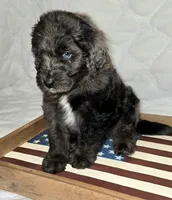 Banner, a male Bernedoodle for sale in Hammonton, NJ – 2 of 9