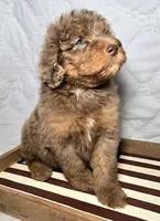 Liberty , a female Bernedoodle for sale in Hammonton, NJ – 10 of 10