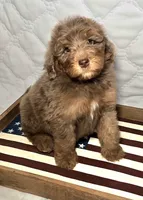 Liberty , a female Bernedoodle for sale in Hammonton, NJ – 5 of 10