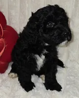 Red collar Female, a female Bernedoodle for sale in Hammonton, NJ – Photo 6 of 6