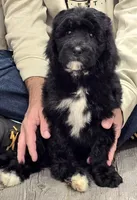 Red collar Female, a female Bernedoodle for sale in Hammonton, NJ – Photo 1 of 6
