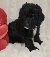 Red collar Female, a female Bernedoodle for sale in Hammonton, NJ – Photo 5 of 6