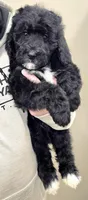 Red collar Female, a female Bernedoodle for sale in Hammonton, NJ – Photo 3 of 6